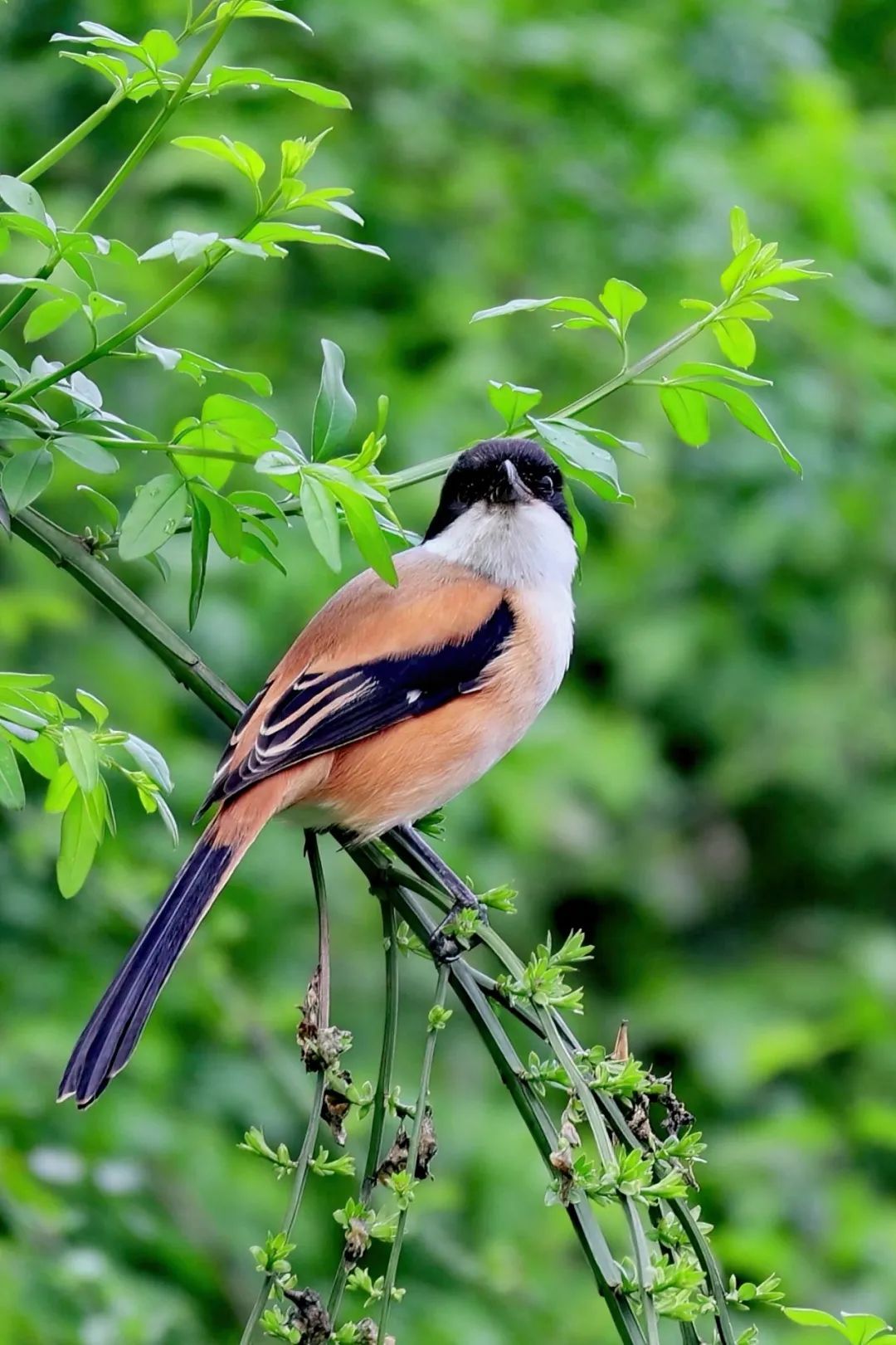 Beginners should be careful when picking up girls, and use routines to avoid these 4 types of women